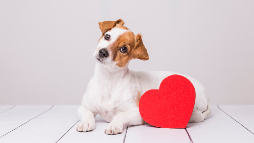 Ein Hund schaut liebevoll zu seinem Besitzer.