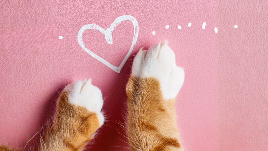 Zwei Pfoten einer orange-weißen Katze auf einem rosa Untergrund, daneben ist ein weiß gezeichnetes Herz.