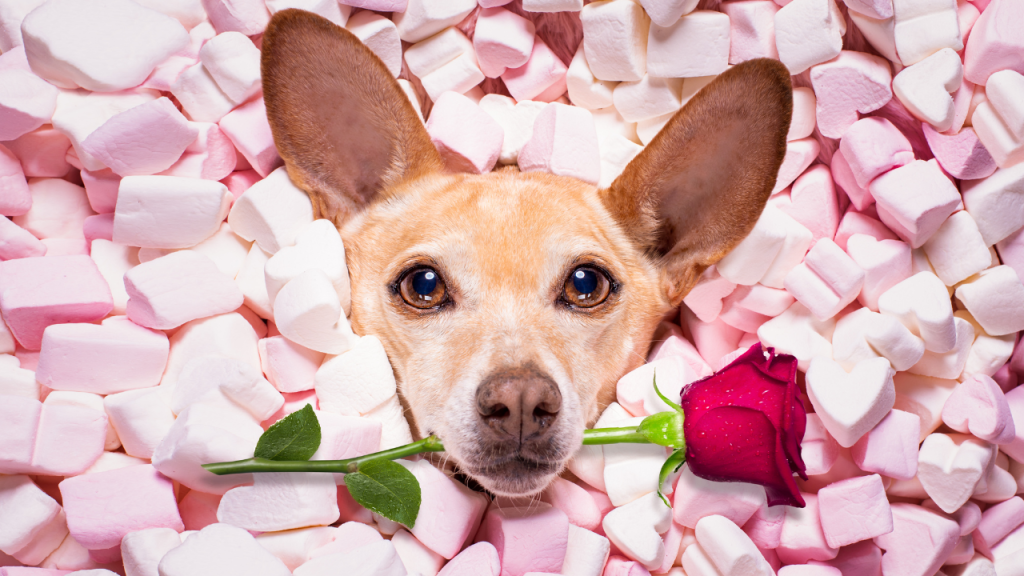 Der Kopf eines kleinen Hundes ragt aus einem Haufen rosa und weißer Marshmallows heraus, während er eine rote Rose im Maul hält.