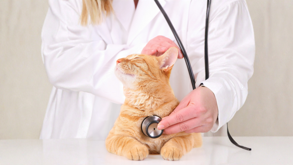 Eine Katze wird in einer Tierklinik untersucht.
