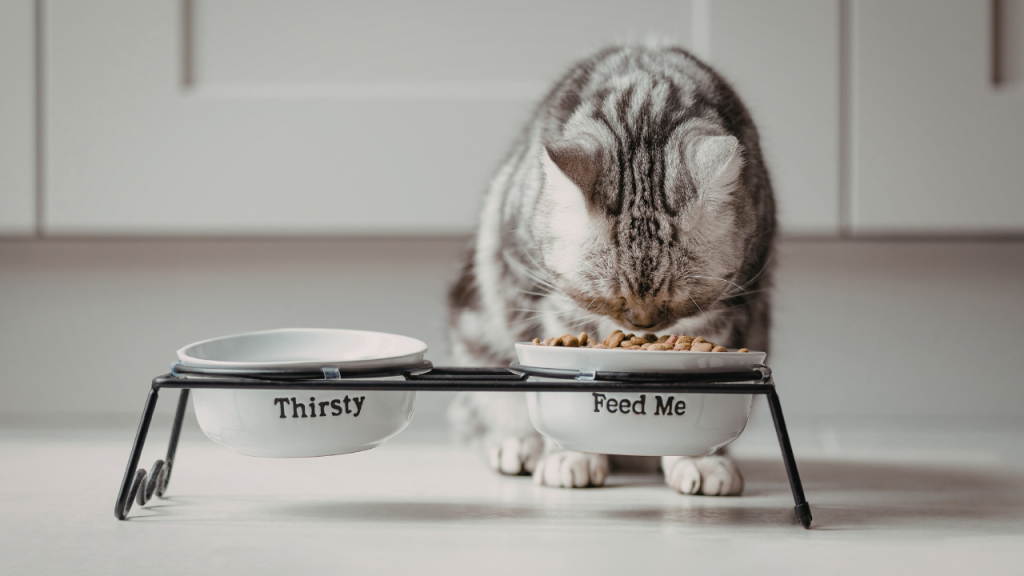 Eine Katze frisst ihr Futter aus dem Napf.