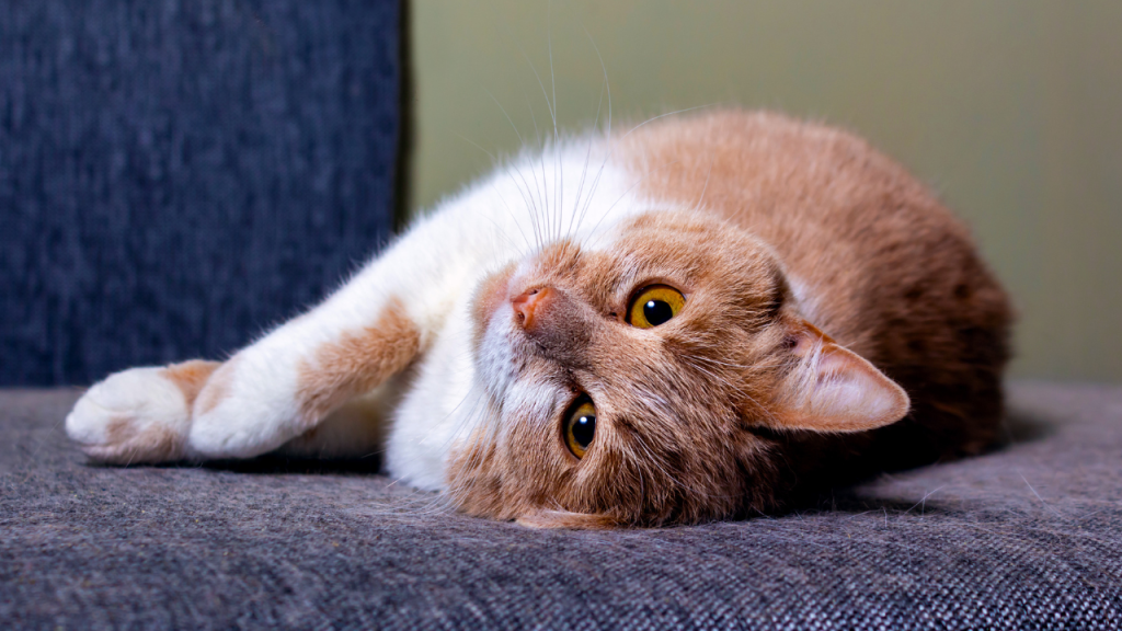 1_Fellwechsel unterstützen oder einfach laufen lassen Orange-weiße Katze liegt entspannt auf einem grauen Sofa und schaut in die Kamera.