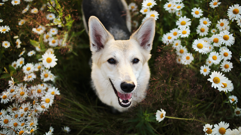 1_Gartenrisiken im Frühling Ein Hund schaut nach oben, umgeben von weißen Gänseblümchen in einer grünen Wiese.