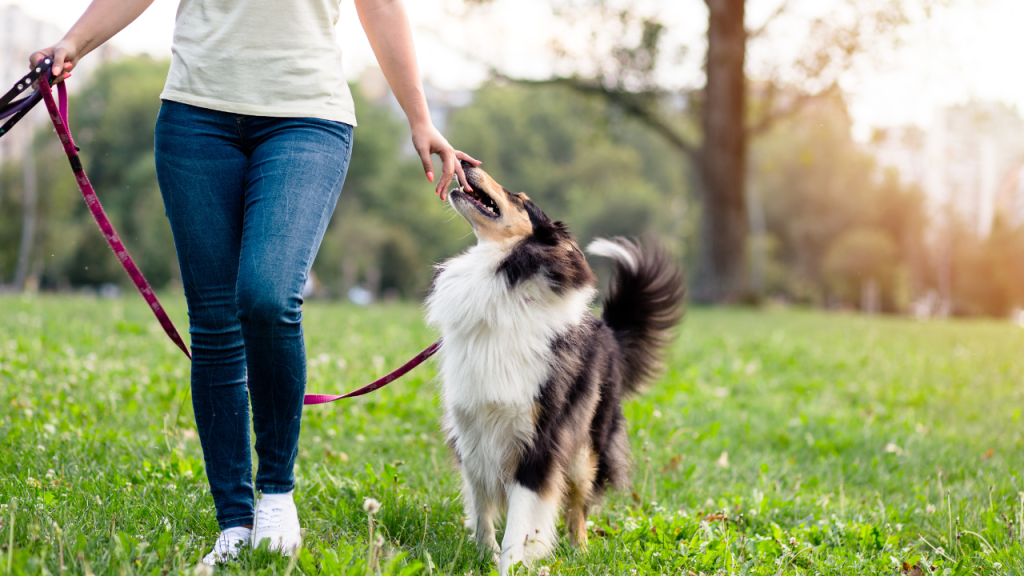 Eine Frau geht mit schwarz-weißem Hund an der Leine über eine Wiese.