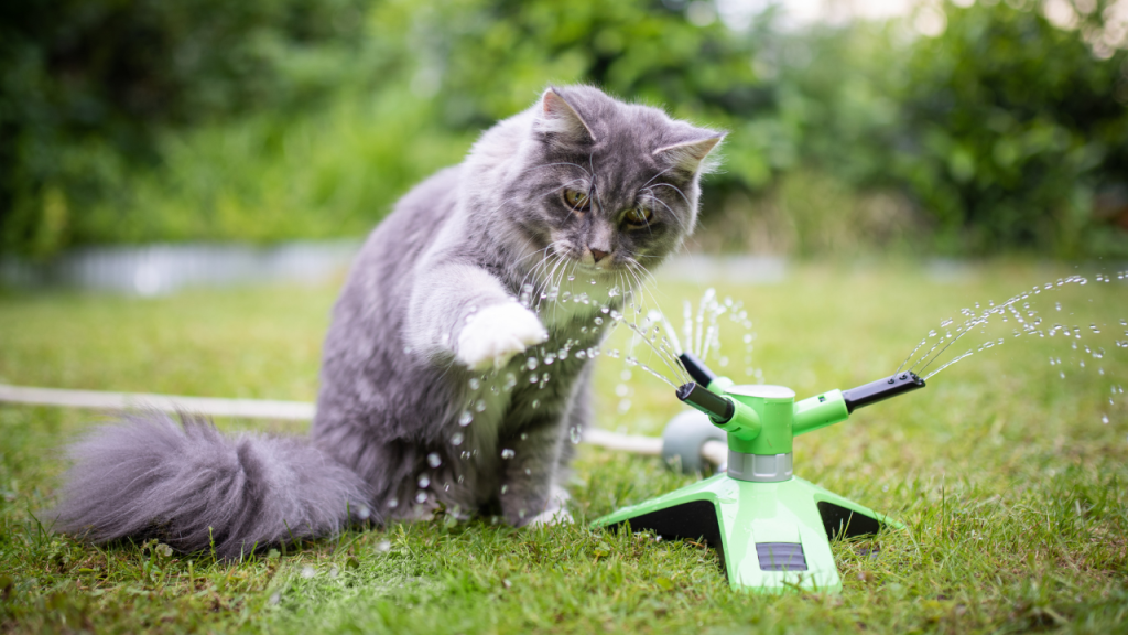 2_Chemische Gefahren im Garten Graue Katze spielt im Garten mit einem Rasensprenger und versucht, das spritzende Wasser zu fangen.