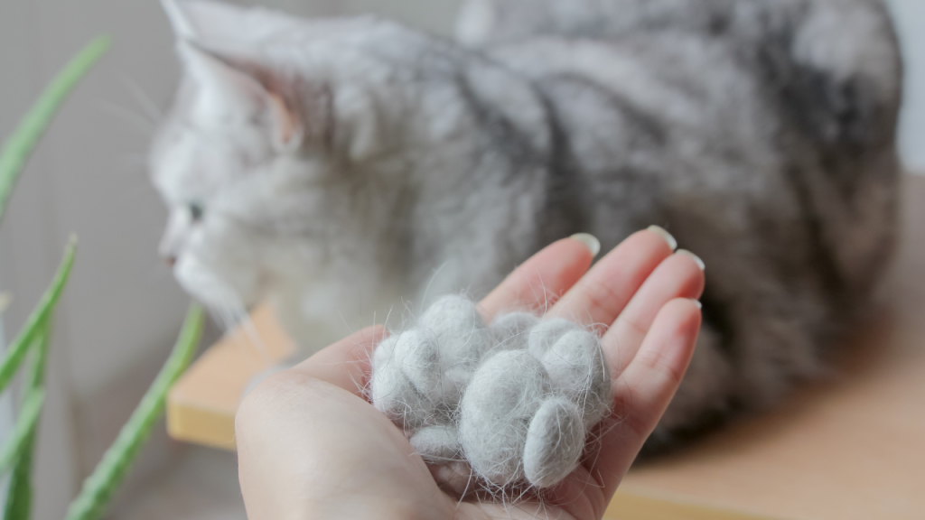 2_Fellwechsel Probleme bei Katzen Hand mit ausgekämmten Katzenhaaren, im Hintergrund eine graue Katze.