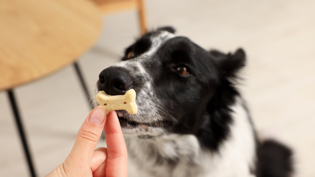 Ein Hund bekommt ein Leckerli aus der Hand einer Person.