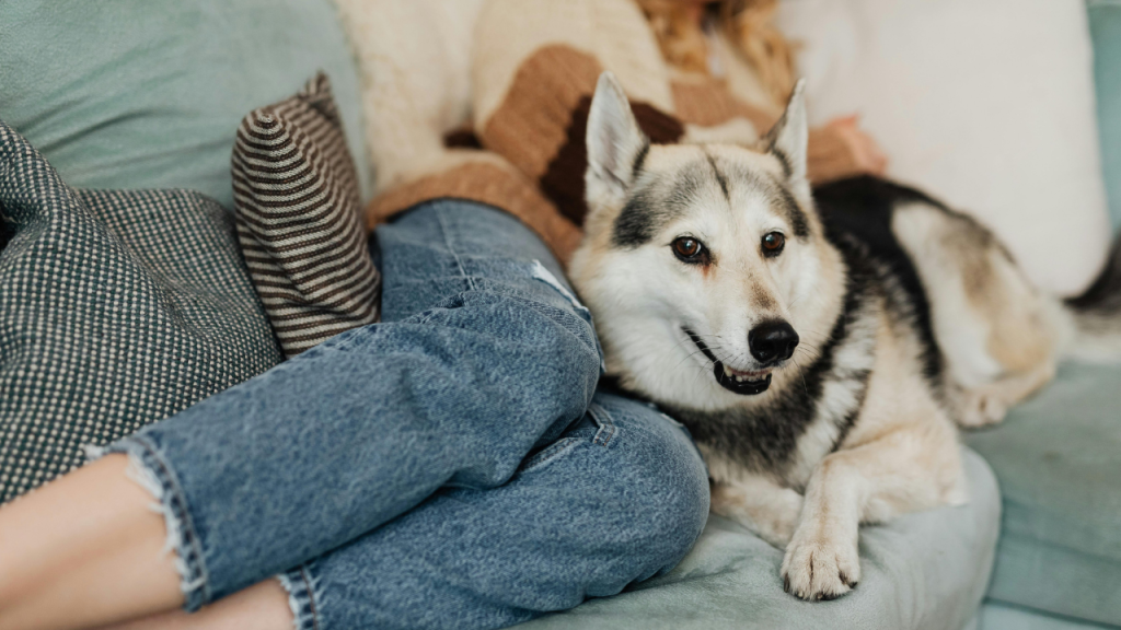 Hund liegt entspannt neben seinem Besitzer auf einem Sofa.