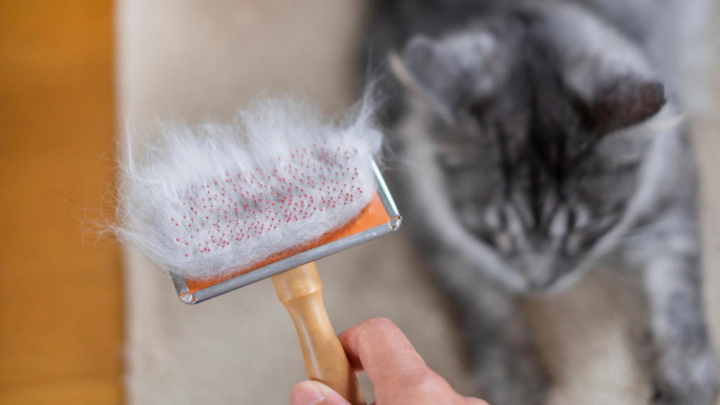 3_Fellwechsel bei Katzen Katzenbürste mit vielen grauen Haaren, im Hintergrund eine graue Katze.