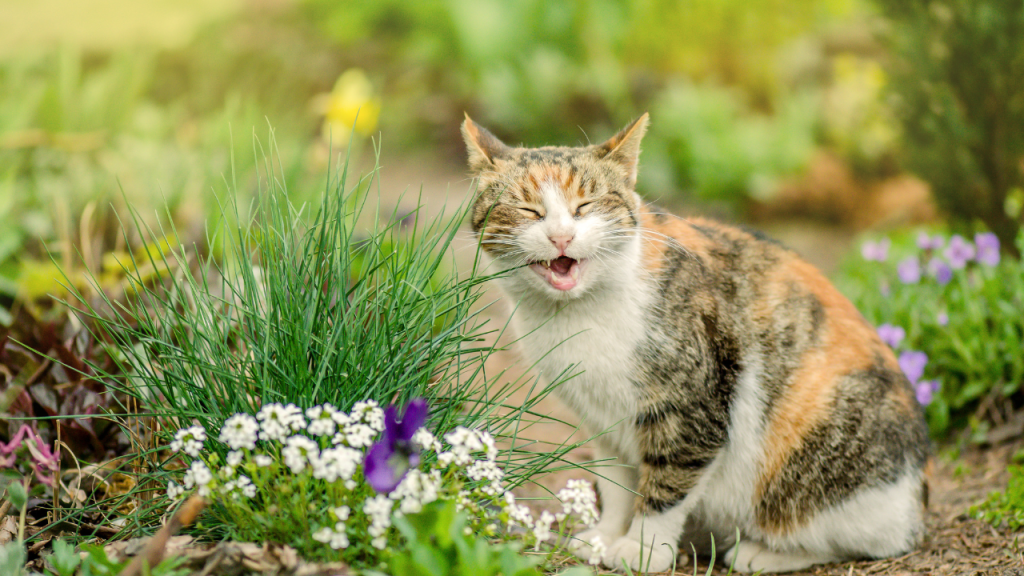 3_Verletzungsrisiken im Garten Eine Katze sitzt im Garten zwischen Blumen und miaut mit geöffnetem Maul.
