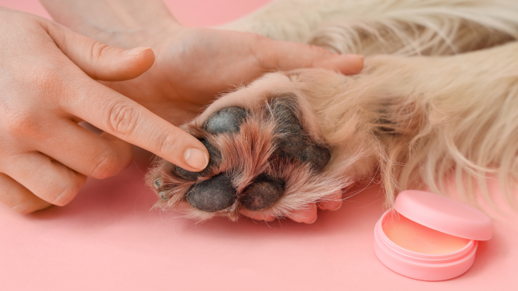 Eine Person pflegt die Pfote eines Hundes mit Pflegebalsam.