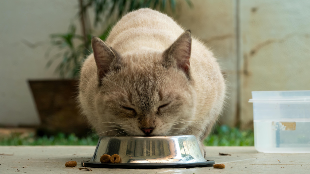 5_Die richtige Ernährung während des Fellwechsels Beige Katze frisst Trockenfutter aus einem Metallnapf.