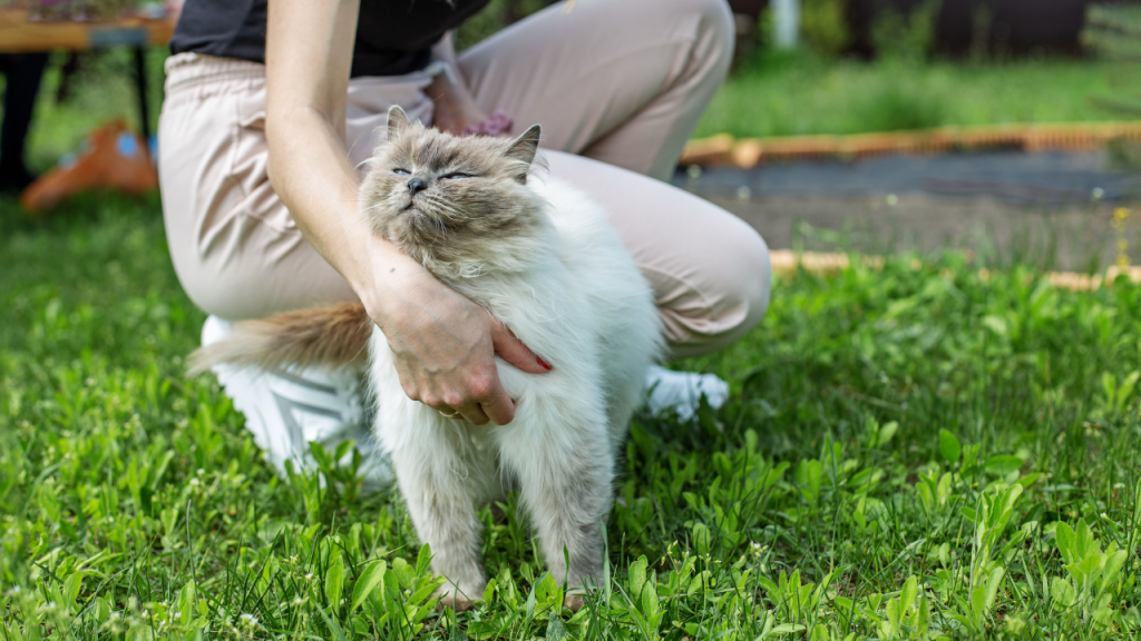 5_Gefahr für Freigänger Katzen Flauschige Katze wird im Garten von einer Person gestreichelt und genießt die Aufmerksamkeit.