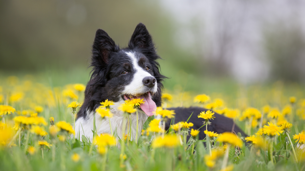 5_Giftige Frühlingspflanzen für Hunde Border Collie liegt in einer Wiese mit gelben Löwenzahnblüten.