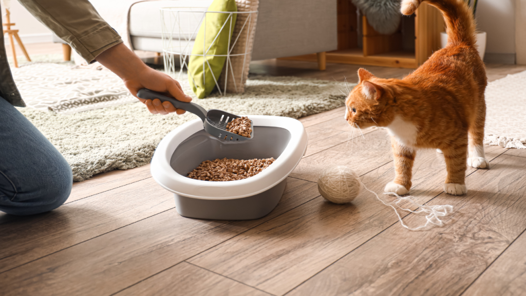 1_Mögliche Ursachen dafür, warum Katzen plötzlich unsauber werden Orangefarbene Katze steht neben einem Katzenklo, während jemand Streu mit einer Schaufel hineingibt.