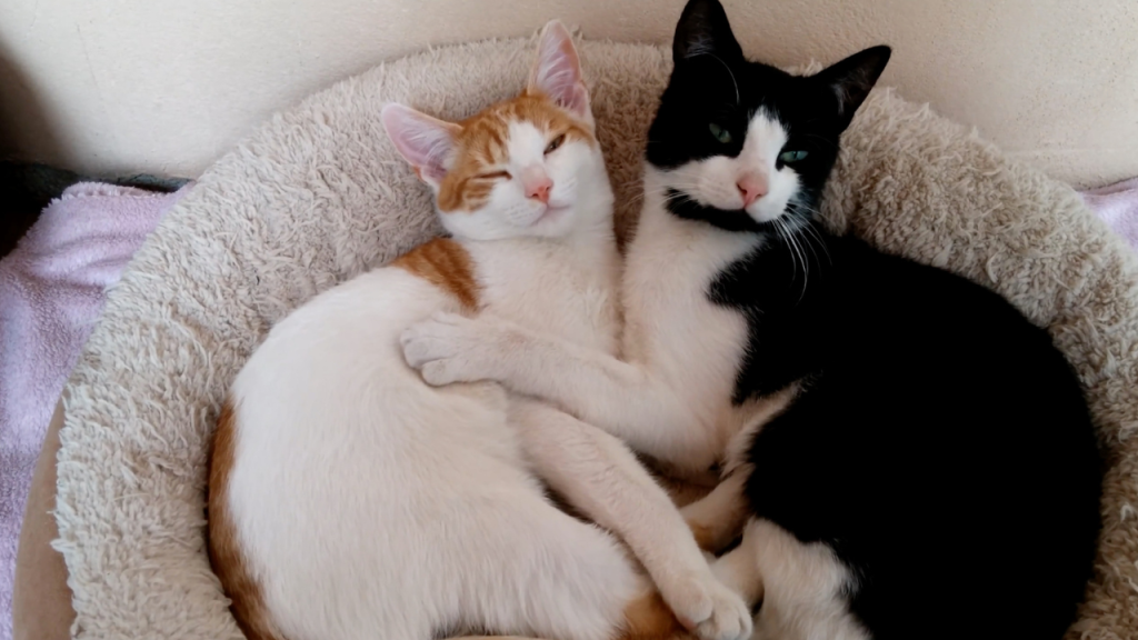 Zwei Katzen liegen eng umschlungen in einem weichen Körbchen.