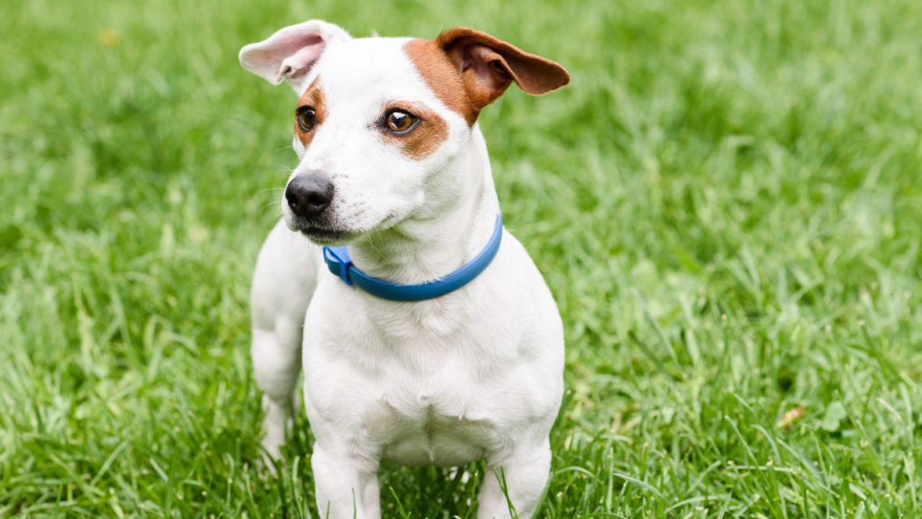 Hund mit blauem Halsband steht auf einer Wiese.