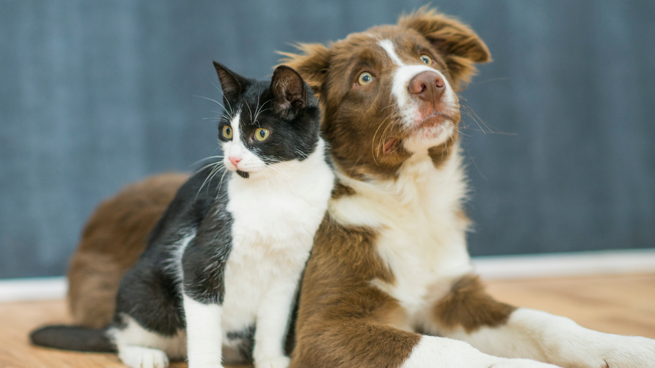 3_Das PANDA-Konzept Hund und Katze sitzen eng beieinander und blicken aufmerksam zur Seite.