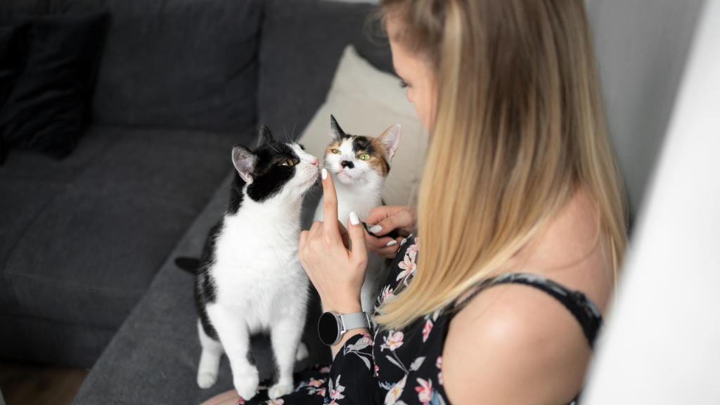 Eine Frau sitzt auf einem Sofa und hält ihren Finger vor zwei schwarz-weiße Katzen, die aufmerksam daran schnuppern.