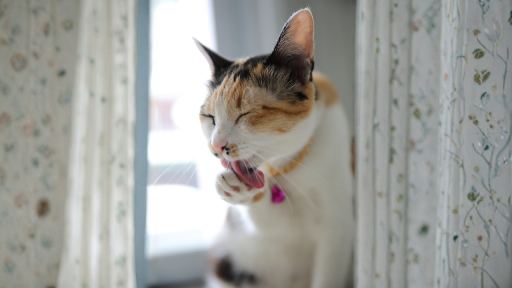 3_Stubenreinheit bei Katzen Eine Katze am Fenster leckt ihre Pfote im weichen Tageslicht.