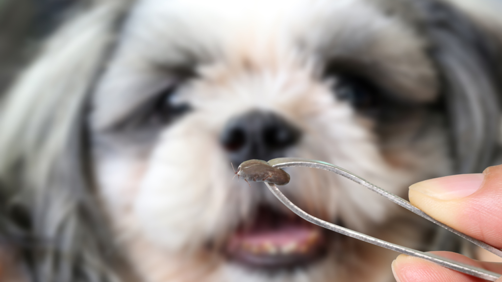 Zecke wird mit einer Pinzette vor einem Hund gehalten.
