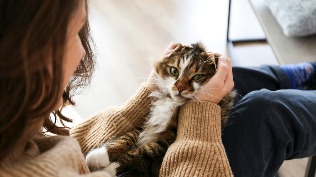 4_Unsaubere Stellen gründlich reinigen Person hält eine Katze sanft im Gesicht, während sie auf dem Schoß liegt.