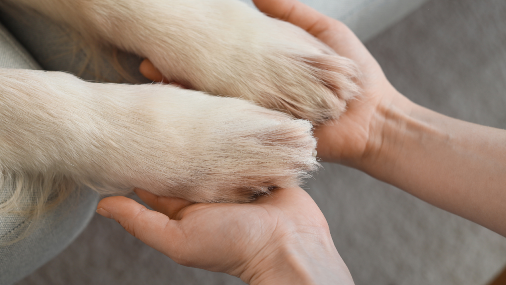 Person hält sanft die Pfoten eines Hundes in den Händen.