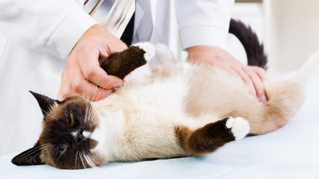 5_Wann Du Hilfe in Anspruch nehmen solltest Tierarzt untersucht eine entspannt liegende Katze auf einem Behandlungstisch.