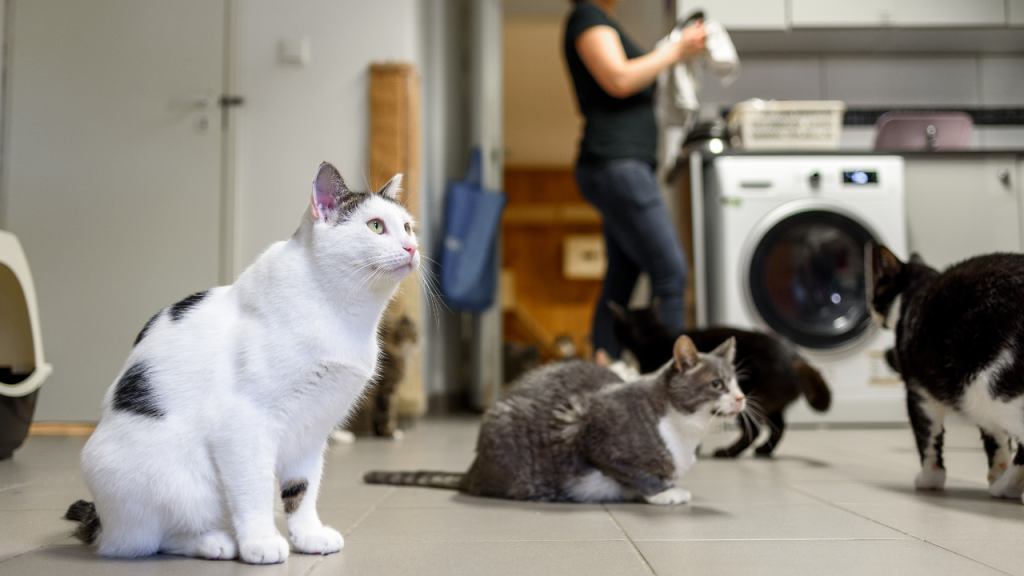 Mehrere Katzen sitzen und laufen in einer Küche, während im Hintergrund eine Person neben einer Waschmaschine steht und Wäsche hält.