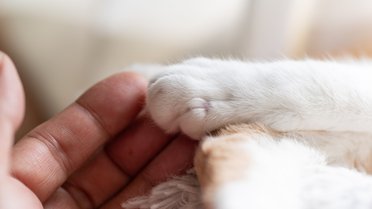 5_Was die beste Tierversicherung ausmacht – ein ehrlicher Vergleich Eine Katzenpfote liegt sanft in einer menschlichen Hand.