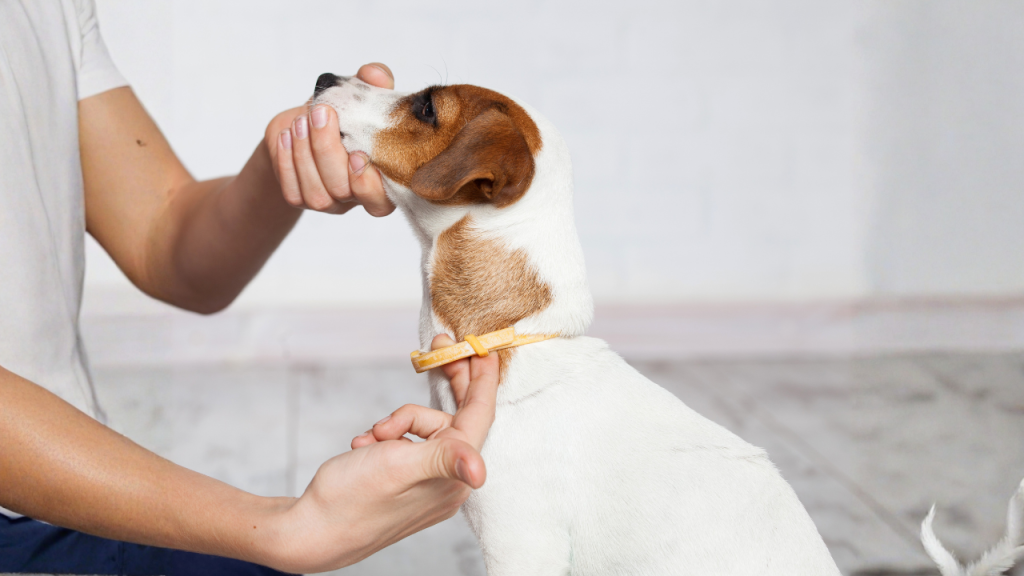 Person legt einem kleinen Hund ein Halsband an.