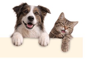 dog_and_cat