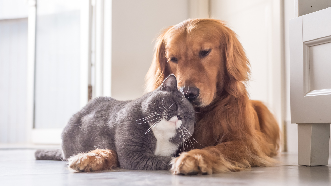 Hund und Katze liegen eng beieinander auf dem Boden, der Hund stupst die Katze sanft mit der Schnauze an.