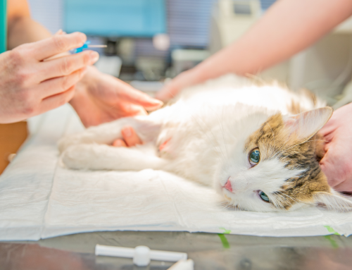 Warum eine OP-Versicherung für Katzen sinnvoll ist