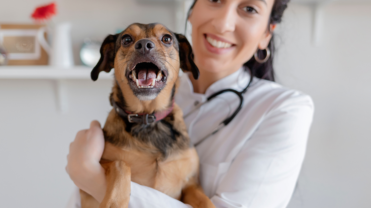 2_Lohnt_sich_eine_Hundekrankenversicherung_wirklich Tierärztin hält einen kleinen Hund im Arm; der Hund schaut in die Kamera und hat das Maul leicht geöffnet.