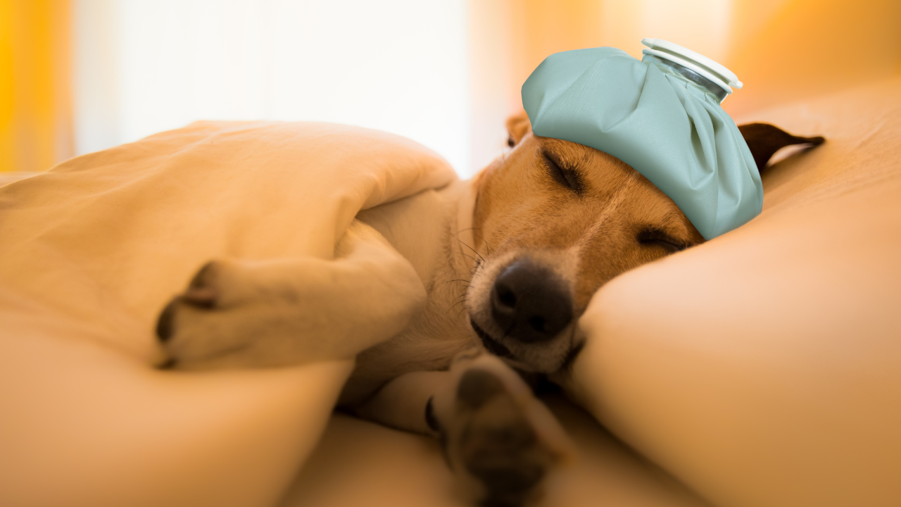 Hund liegt zugedeckt im Bett und schläft mit einem Kühlkissen auf dem Kopf.