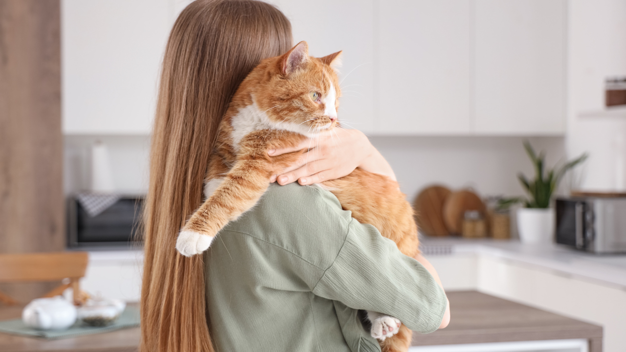 3_Für welche Katzen ist eine OP-Versicherung besonders sinnvoll? Person mit langen Haaren hält eine orange-weiße Katze liebevoll auf dem Arm in einer Küche.