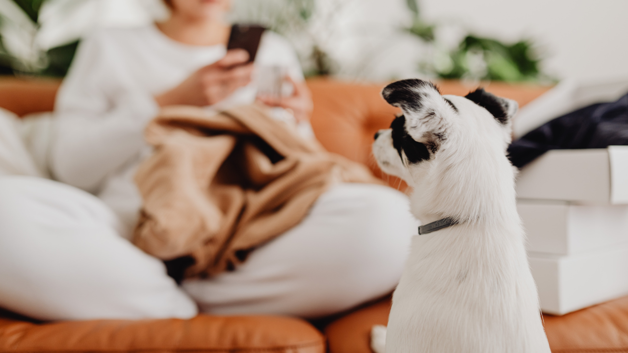 3_Wartezeit beim Tarifvergleich: Worauf Du achten solltest Hund sitzt vor einem Sofa und schaut zu einer Person, die mit dem Smartphone beschäftigt ist.