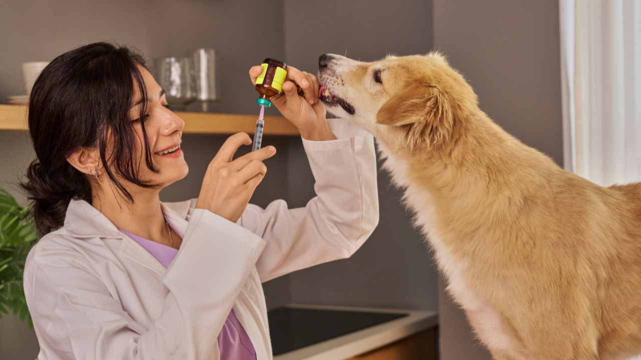 3_Welche Leistungen sind bei einer Hundekrankenversicherung wirklich wichtig? Tierärztin zieht ein Medikament in eine Spritze auf, während ein Hund daneben neugierig hinschaut.