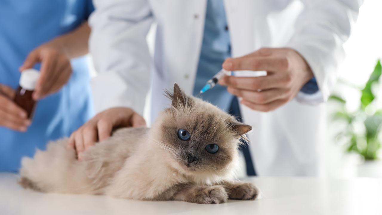 Tierärzt:innen bereiten einer liegenden Katze eine Injektion vor.
