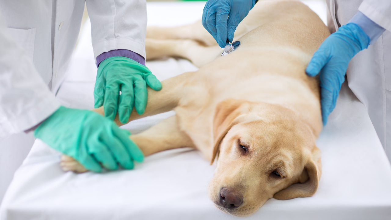 4_Für welche Hunde lohnt sich eine Krankenversicherung besonders? Tierarzt untersucht einen liegenden Labrador auf dem Behandlungstisch.