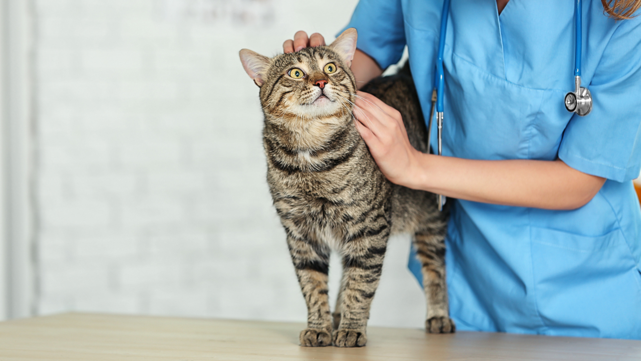 4_Häufige Gründe für Operationen bei Katzen Tierärztin untersucht eine stehende getigerte Katze und streichelt sie am Kopf.