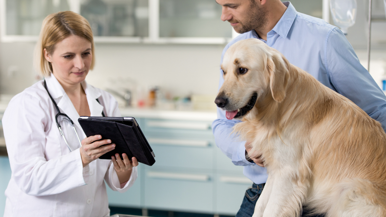 Tierärztin zeigt einem Hundebesitzer auf einem Tablet etwas, während er seinen Golden Retriever auf dem Untersuchungstisch hält.