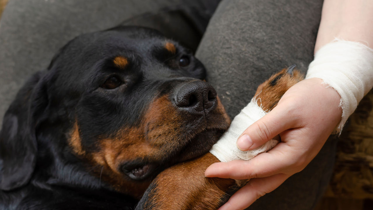 Hund mit bandagierter Pfote liegt mit dem Kopf auf dem Schoß und hält die ebenfalls bandagierte Hand eines Menschen.