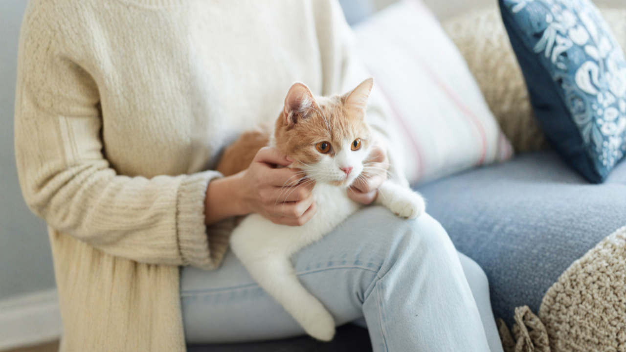 5_Warum gibt es überhaupt eine Wartezeit? Person sitzt auf dem Sofa und hält eine Katze auf dem Schoß.