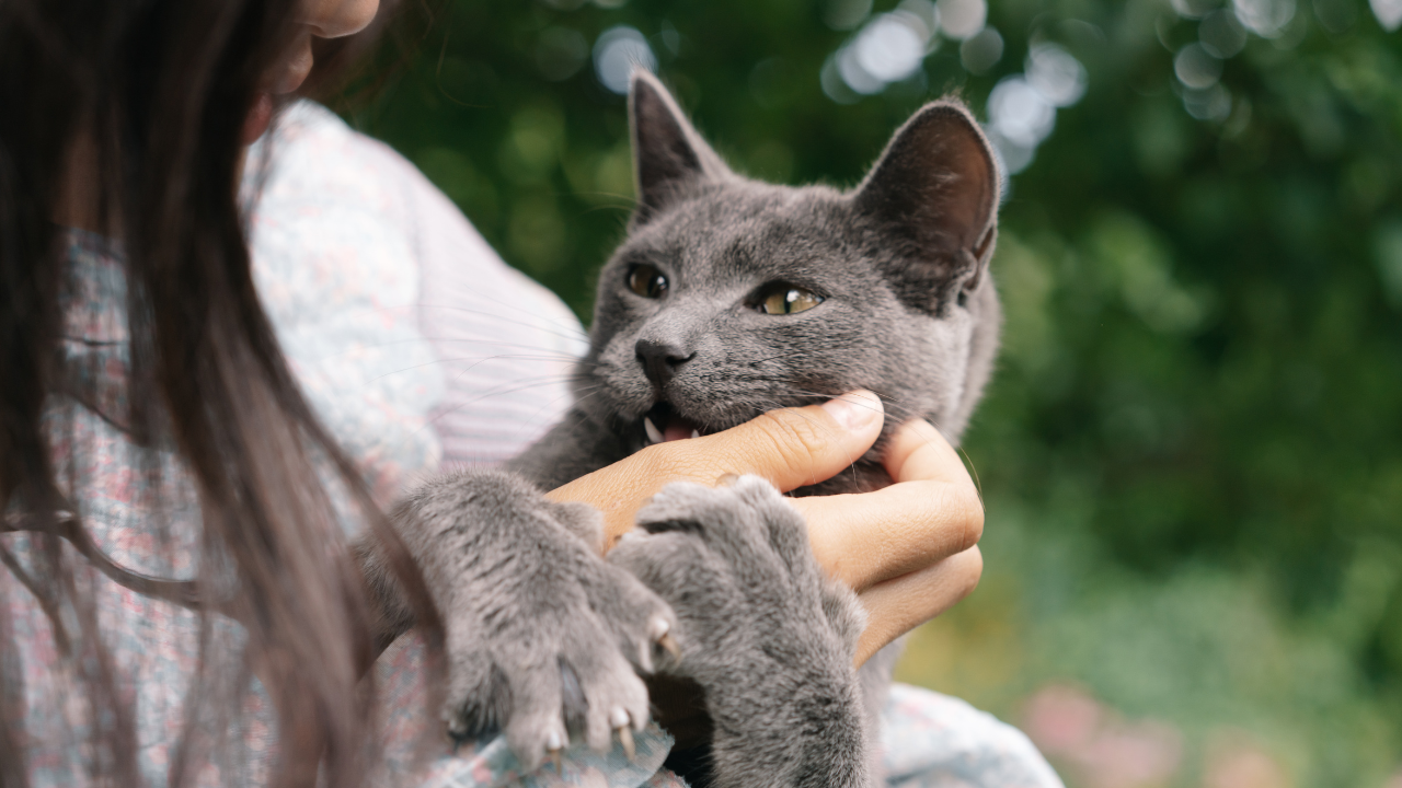 5_Was_eine_gute_OP_Versicherung_fuer_Katzen_leisten_sollte Person hält eine graue Katze im Arm, während die Katze mit den Pfoten spielerisch nach der Hand greift.