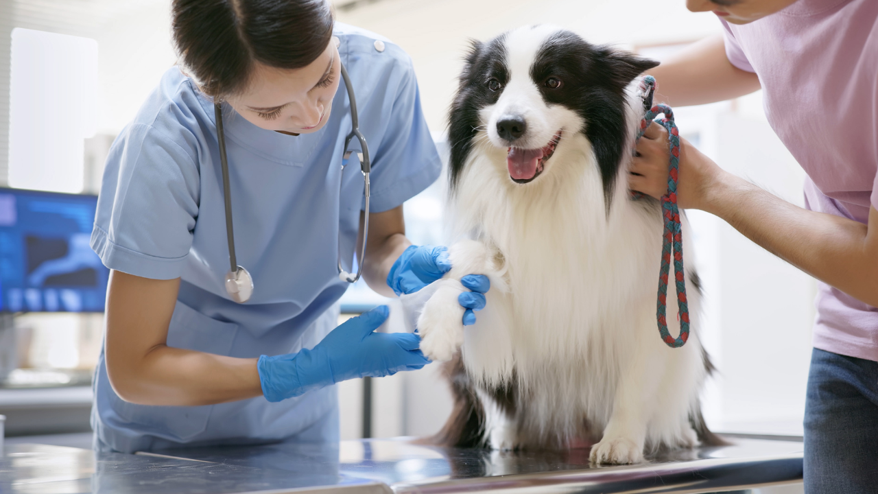 Tierärztin verbindet die Vorderpfote eines stehenden Hundes auf dem Untersuchungstisch.
