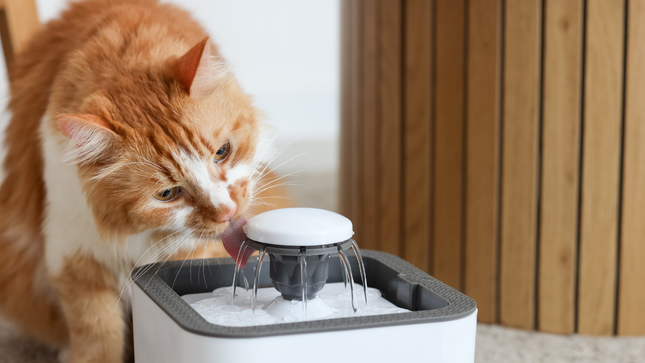 Orange-weiße Langhaarkatze trinkt mit herausgestreckter Zunge aus einem sprudelnden Trinkbrunnen in einer Wohnung.