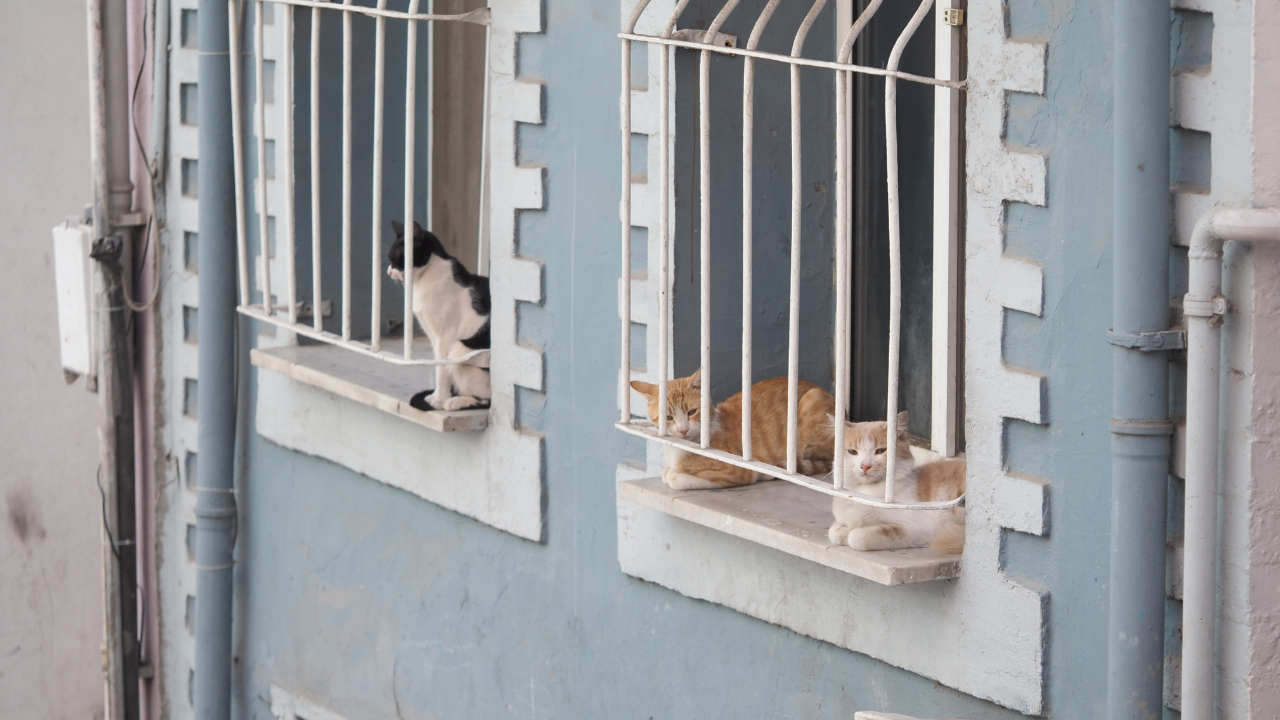 Drei Katzen liegen und sitzen auf schmalen Fensterbrettern hinter weißen Schutzgittern an einer blauen Hausfassade.