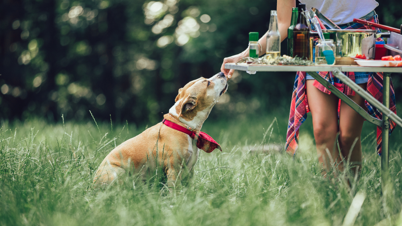 2_Giftige Pflanzen beim Picknick: Unterschätzte Gefahr im Grünen Hund mit rotem Halstuch sitzt im hohen Gras und nimmt vorsichtig ein Leckerli von einer Person an einem gedeckten Campingtisch.